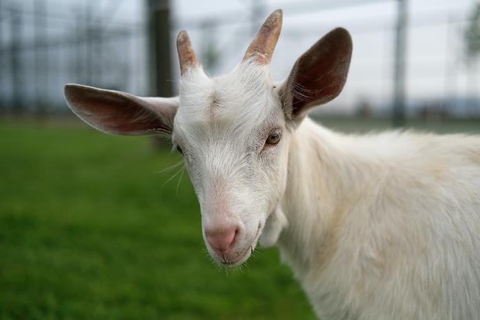 white goat on green grass field during daytime