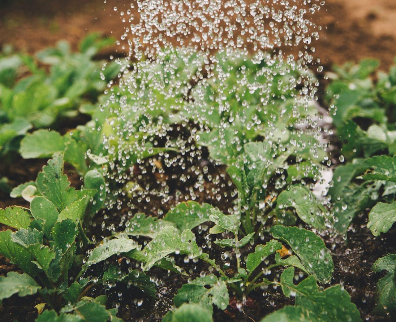 person watering plant